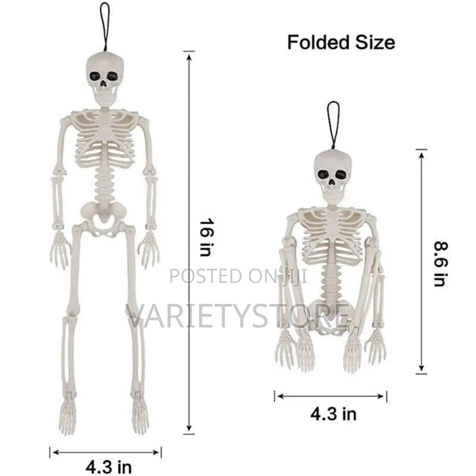 Halloween Human Skeleton