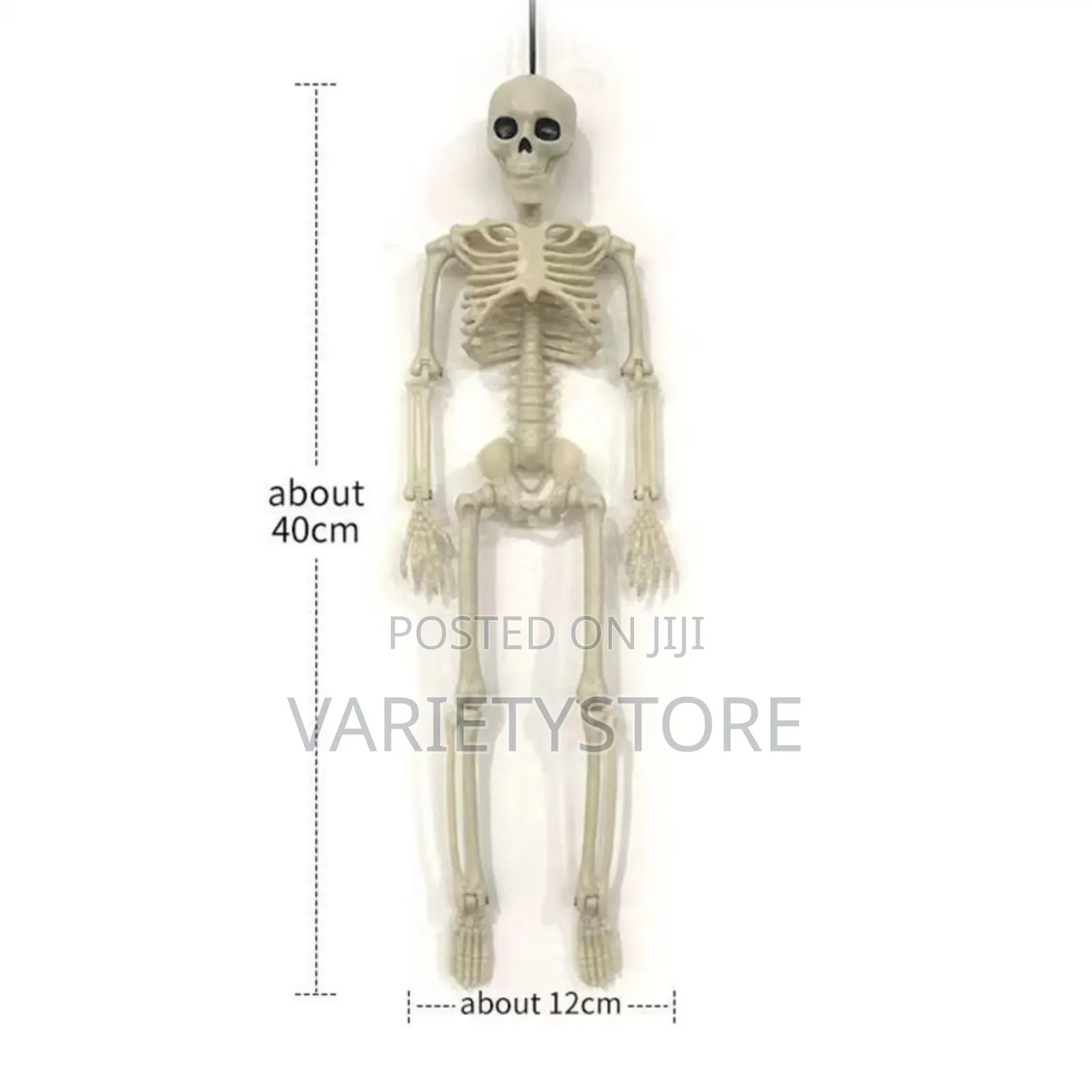 Halloween Human Skeleton