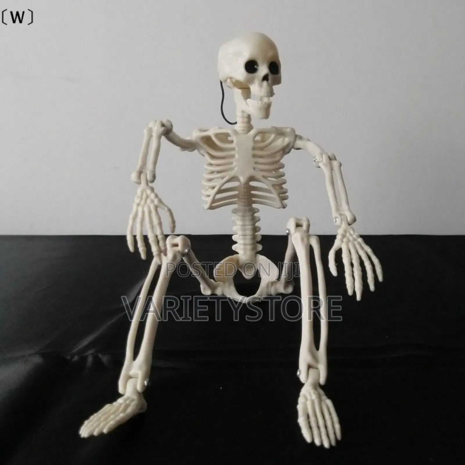 Halloween Human Skeleton