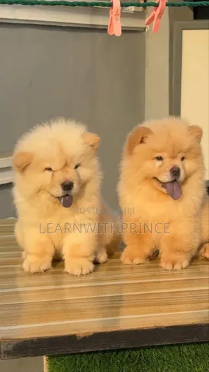 1-3 months Female Purebred Chow Chow