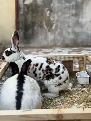 Rabbit Available