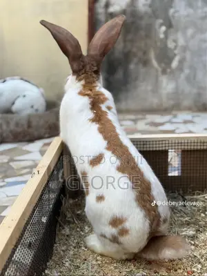 Rabbit Available