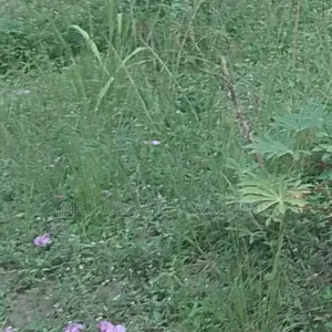 A Plot of Land at Iyana Ipaja Round About
