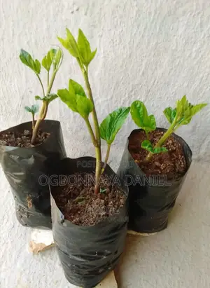 Fluted Pumpkin/Ugwu Seedling