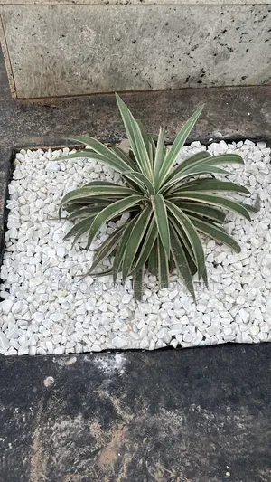 White Stones