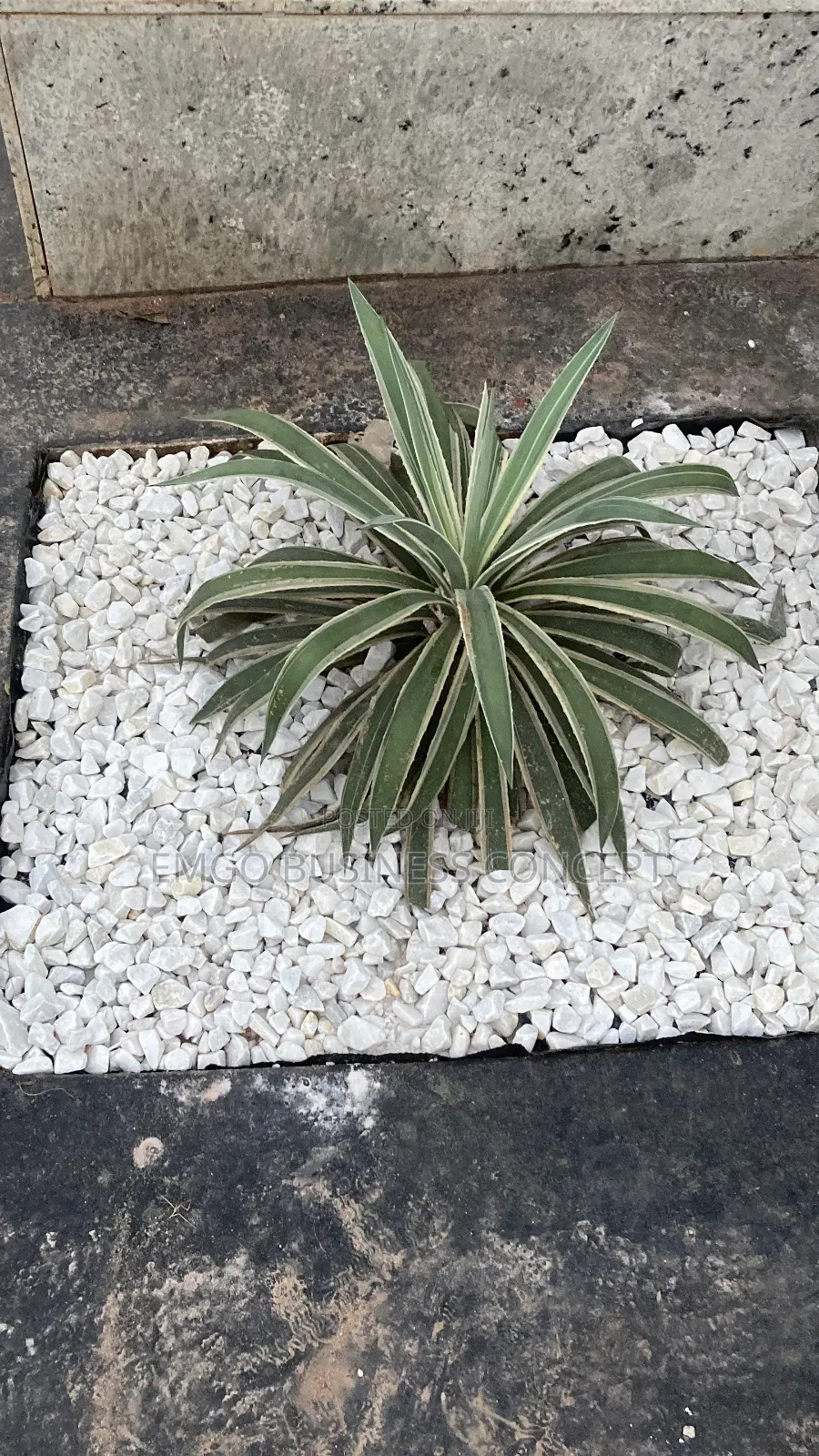 White Stones