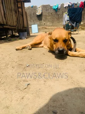 1+ year Female Purebred Boerboel