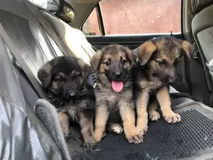 1-3 months Male Purebred German Shepherd