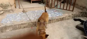 1+ year Male Purebred German Shepherd