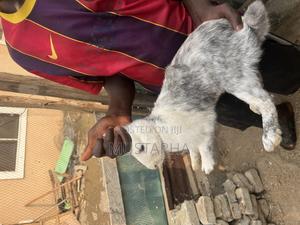 Foreign Rabbit for Sale ( New Zealand Giant , Chinchilla ,Angora , Etc ...