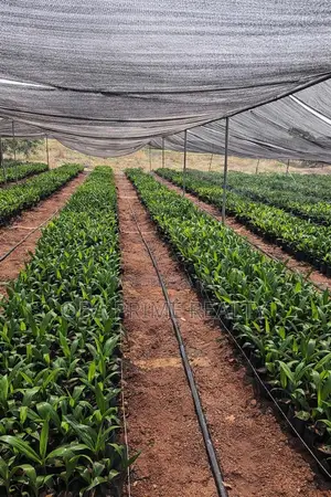 Managed Oil Palm Plantation | Land Ownership
