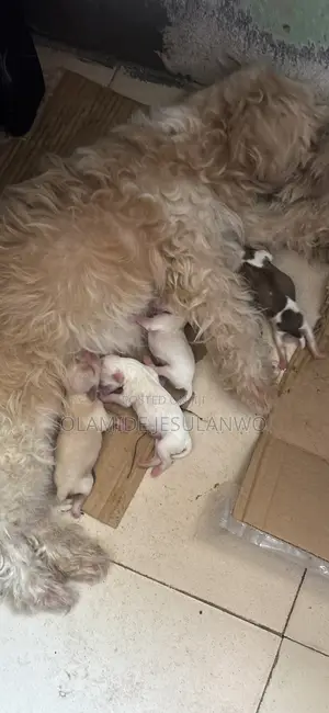 3-6 months Male Purebred Lhasa Apso