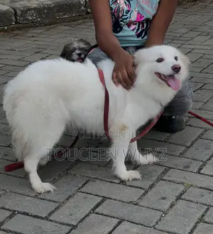 1+ year Female Purebred American Eskimo