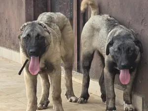 3-6 months Female Purebred Kangal