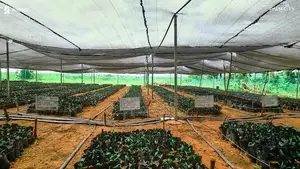 Farm Without Getting Dirty- Agrobusiness Investment