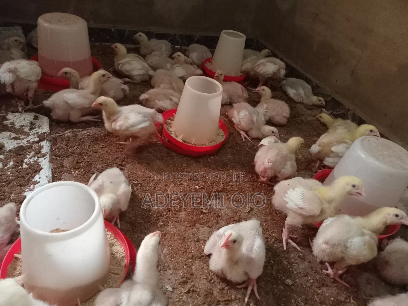 Broiler Chicken