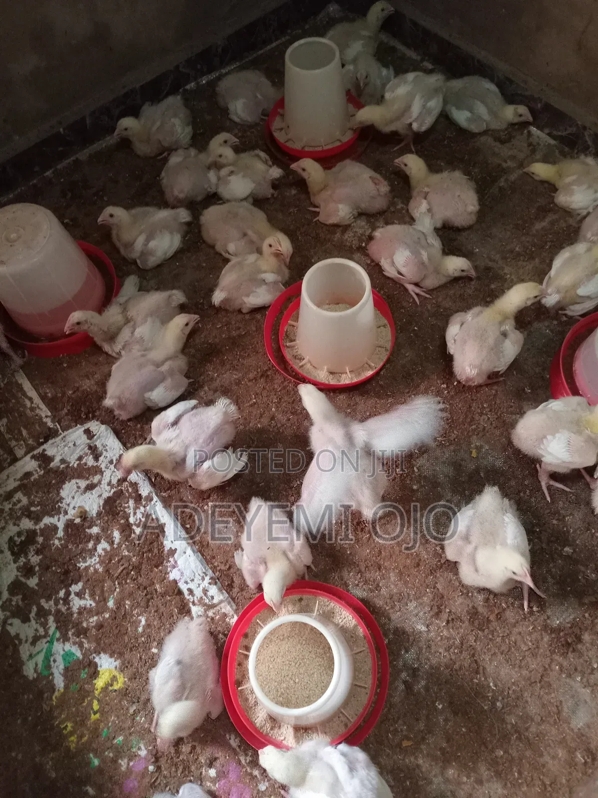 Broiler Chicken