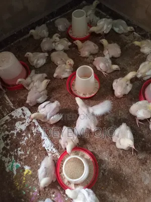 Broiler Chicken