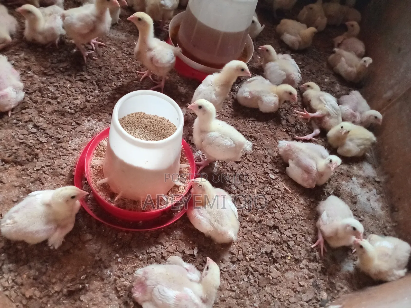 Broiler Chicken