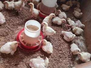 Broiler Chicken