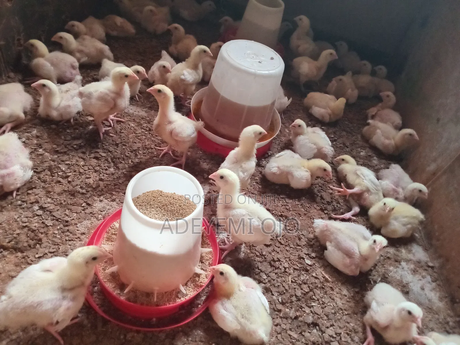 Broiler Chicken