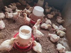 Broiler Chicken