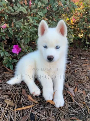 1-3 months Female Purebred Siberian Husky