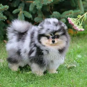 1-3 months Female Purebred Pomeranian