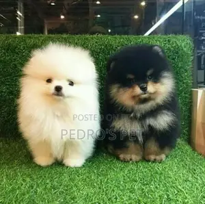 1-3 months Female Purebred Pomeranian