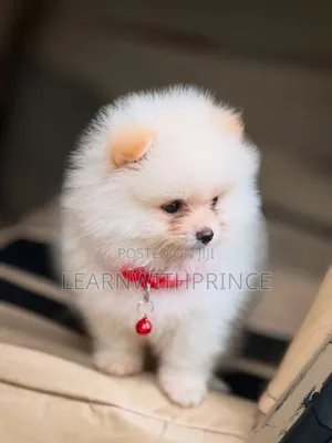 1-3 months Female Purebred Pomeranian