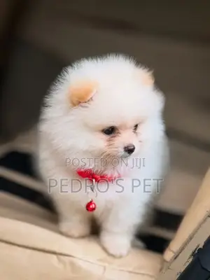1-3 months Female Purebred Pomeranian