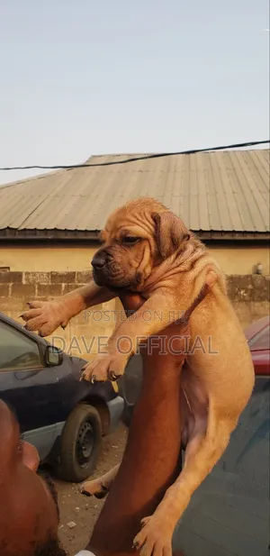1-3 months Female Purebred Boerboel