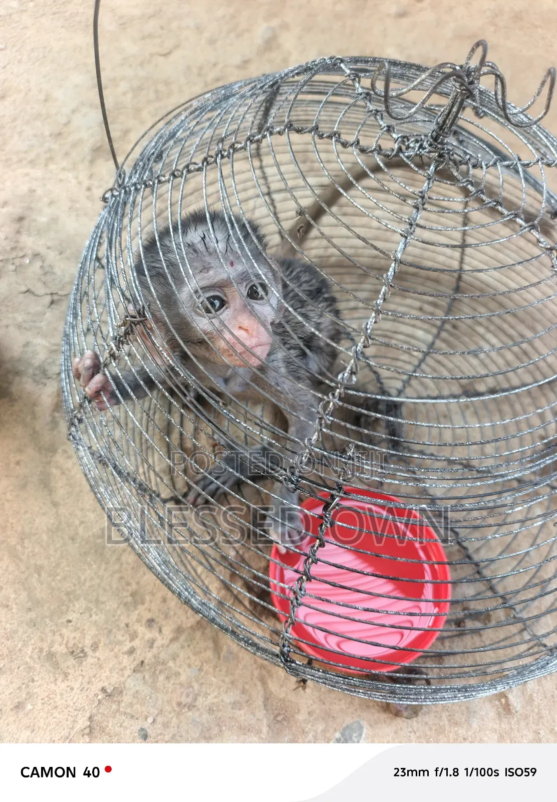 Pets Cages For Sale