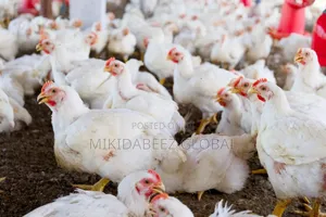 Free 5 Days Intensive Poultry Training on WhatsApp(Oct. 26-30, 2026)