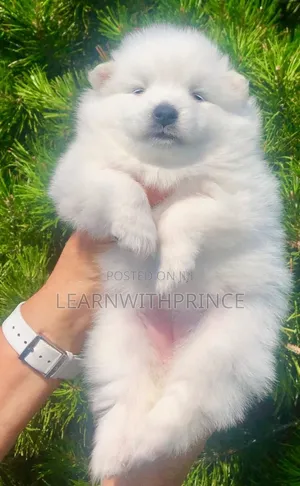 1-3 months Female Purebred American Eskimo