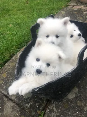 1-3 months Female Purebred American Eskimo