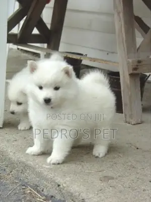 1-3 months Female Purebred American Eskimo