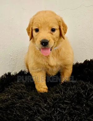 1-3 months Female Purebred Golden Retriever