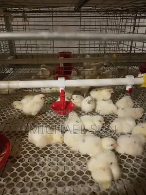 Poultry Cages