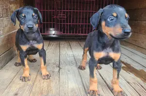 1-3 months Male Purebred Doberman Pinscher