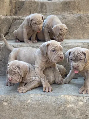 1-3 months Female Purebred Neapolitan Mastiff