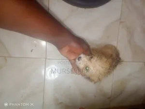1-3 months Female Purebred Dog