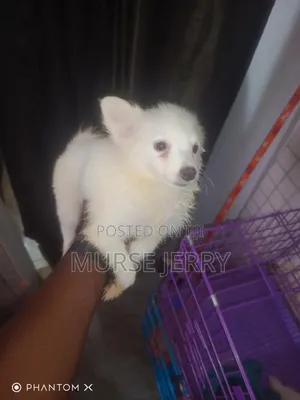 1-3 months Female Purebred American Eskimo