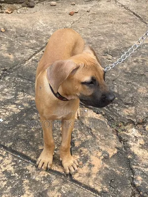1-3 months Female Purebred Boerboel