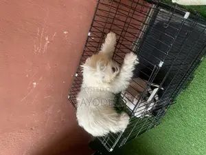 1-3 months Male Purebred Lhasa Apso