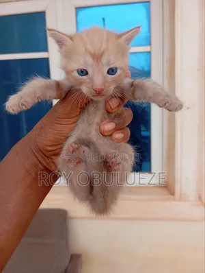 0-1 month Female Purebred American Shorthair