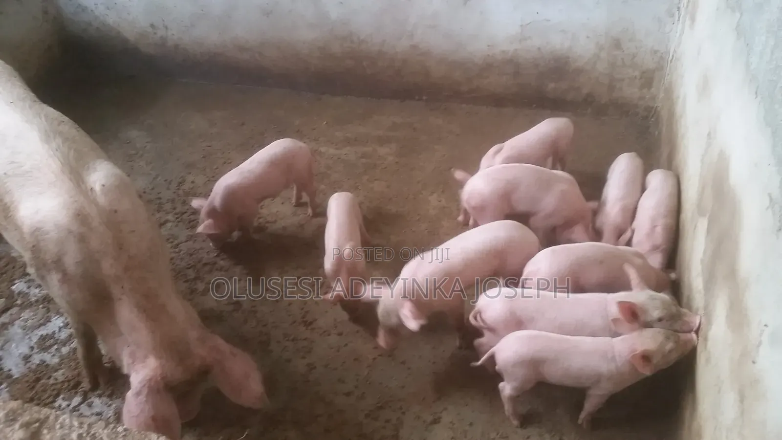Tn Piglets