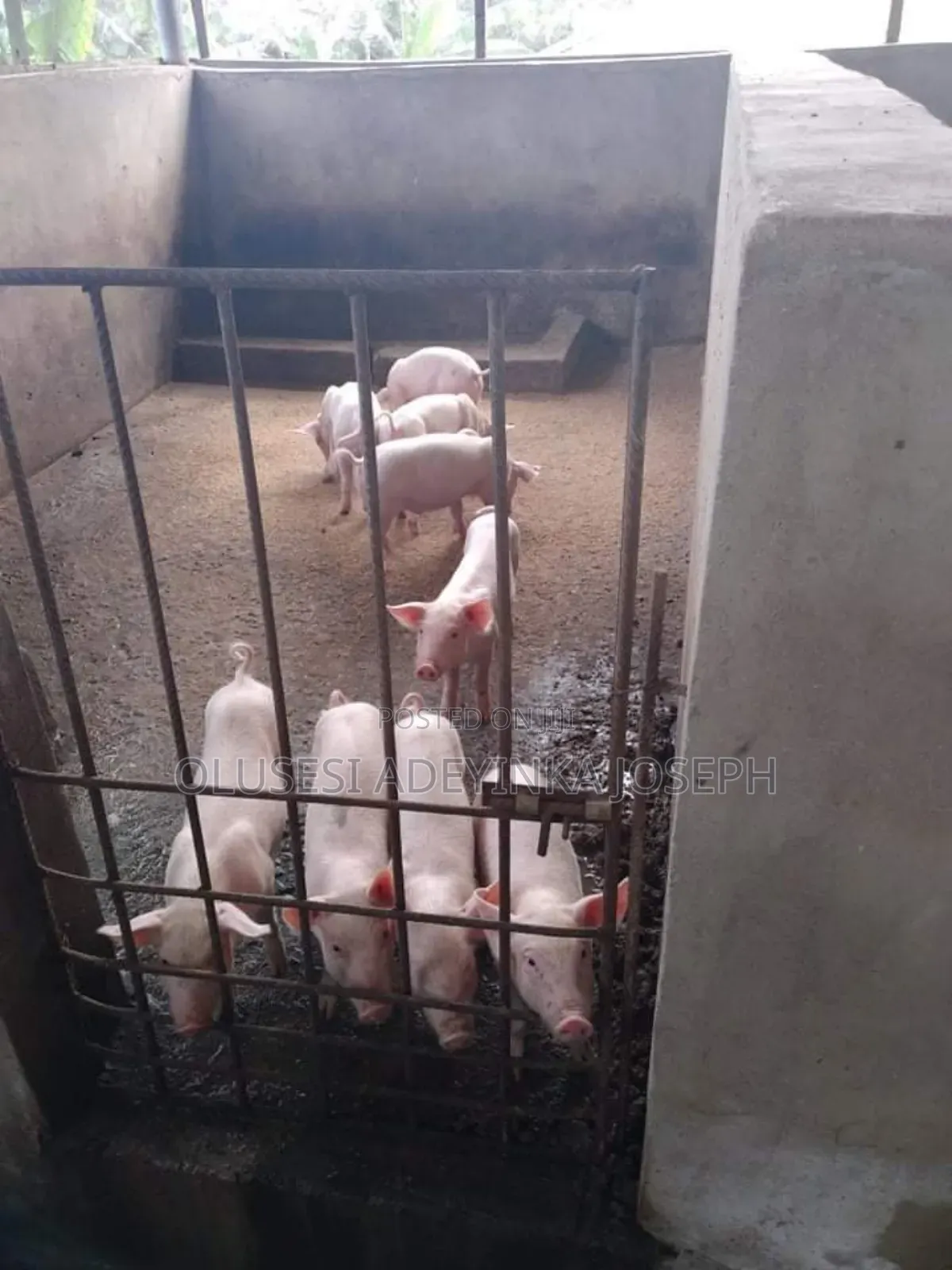 Tn Piglets