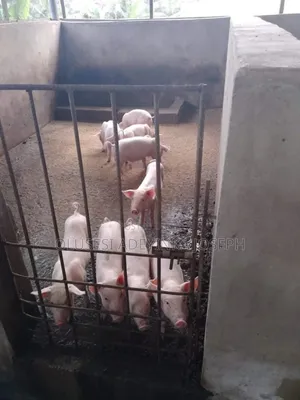 Tn Piglets