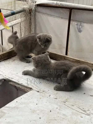 1-3 months Female Purebred Scottish Fold
